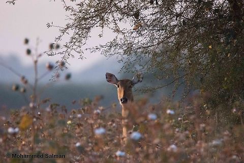 Nilgai in the cotton field, Bera 
Dec 2015
Sony &alpha; 65, Tamron 150-600 @ 600mm, &fnof;/6.3, 1/2000s, ISO 3200. Boselaphus tragocamelus,Fall,Geotagged,India,Nilgai