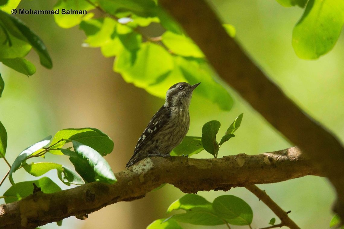 Indian pygmy woodpecker, Brt.<br />
July 2016.<br />
Sony &alpha; 65, Tamron 150-600 @ 600mm, &fnof;/6.3, 1/500s, ISO 1600. Brown-capped pygmy woodpecker,Japanese pygmy woodpecker,Yungipicus kizuki,Yungipicus nanus