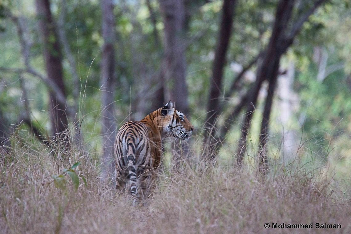 Choti mada, tigress of Mukki zone Kanha.<br />
Jan 2016.<br />
Sony &alpha; 65, Tamron 150-600 @ 600mm, &fnof;/6.3, 1/10s, ISO 1600. Bengal tiger,Panthera tigris tigris