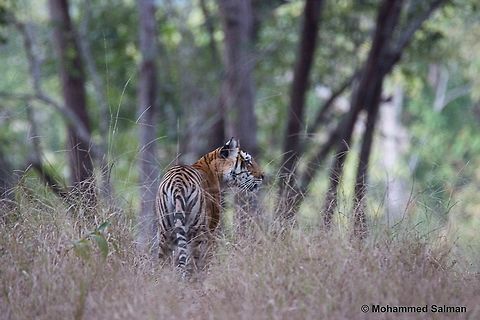 Choti mada, tigress of Mukki zone Kanha.
Jan 2016.
Sony &alpha; 65, Tamron 150-600 @ 600mm, &fnof;/6.3, 1/10s, ISO 1600. Bengal tiger,Panthera tigris tigris