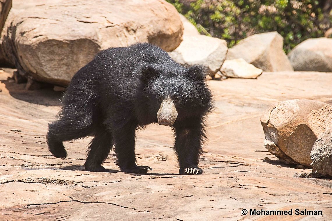 Shake a leg, Sloth bear.<br />
Daroji.<br />
Aug 2016.<br />
Sony &alpha; 65, Tamron 150-600 @ 600mm, &fnof;/6.3, 1/500s, ISO 200. Melursus ursinus,Sloth bear,Sloth bear daroji wild animal nature wildlife