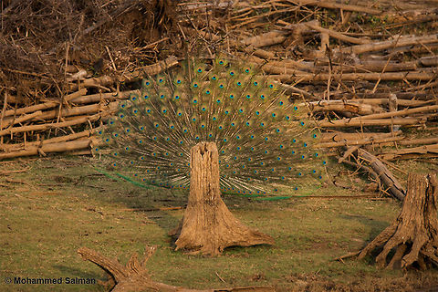 A Tree??? Kabini.
Feb 2016.
Sony &alpha; 65, Tamron 150-600 @ 600mm, &fnof;/6.3, 1/500s, ISO 500. Indian peafowl,Pavo cristatus