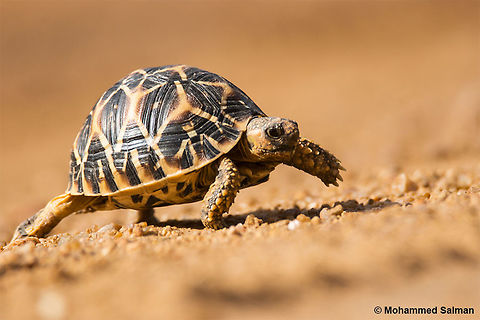 Indian star tortoise, Daroji.
Aug 2016.
Sony &alpha; 65, Tamron 150-600 @ 600mm, &fnof;/6.3, 1/500s, ISO 300. Geochelone elegans,Indian star tortoise