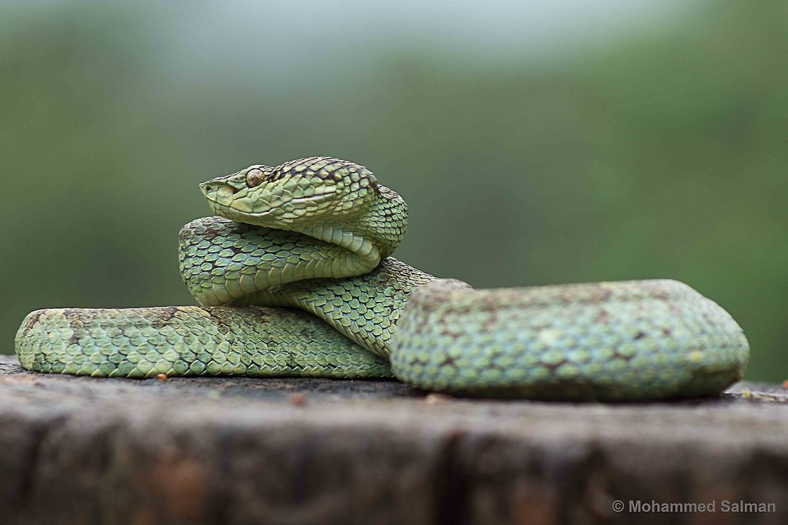 Malabar pit viper (green morph) Wayanad.<br />
Aug 2016.<br />
Sony &alpha; 65, Sony 75-300 @ 150mm, &fnof;/6.3, 1/25s, ISO 300. Malabar pit viper,Trimeresurus malabaricus,malabar,snake,viper