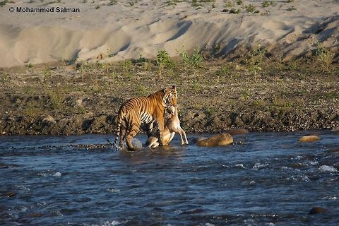 The Paarwali's kill. April 2016.
Dhikala, Corbett.
Sony &alpha; 65, Tamron 150-600 @ 600mm, &fnof;/6.3, 1/500s, ISO 300. Bengal tiger,Geotagged,India,Panthera tigris tigris,Spring