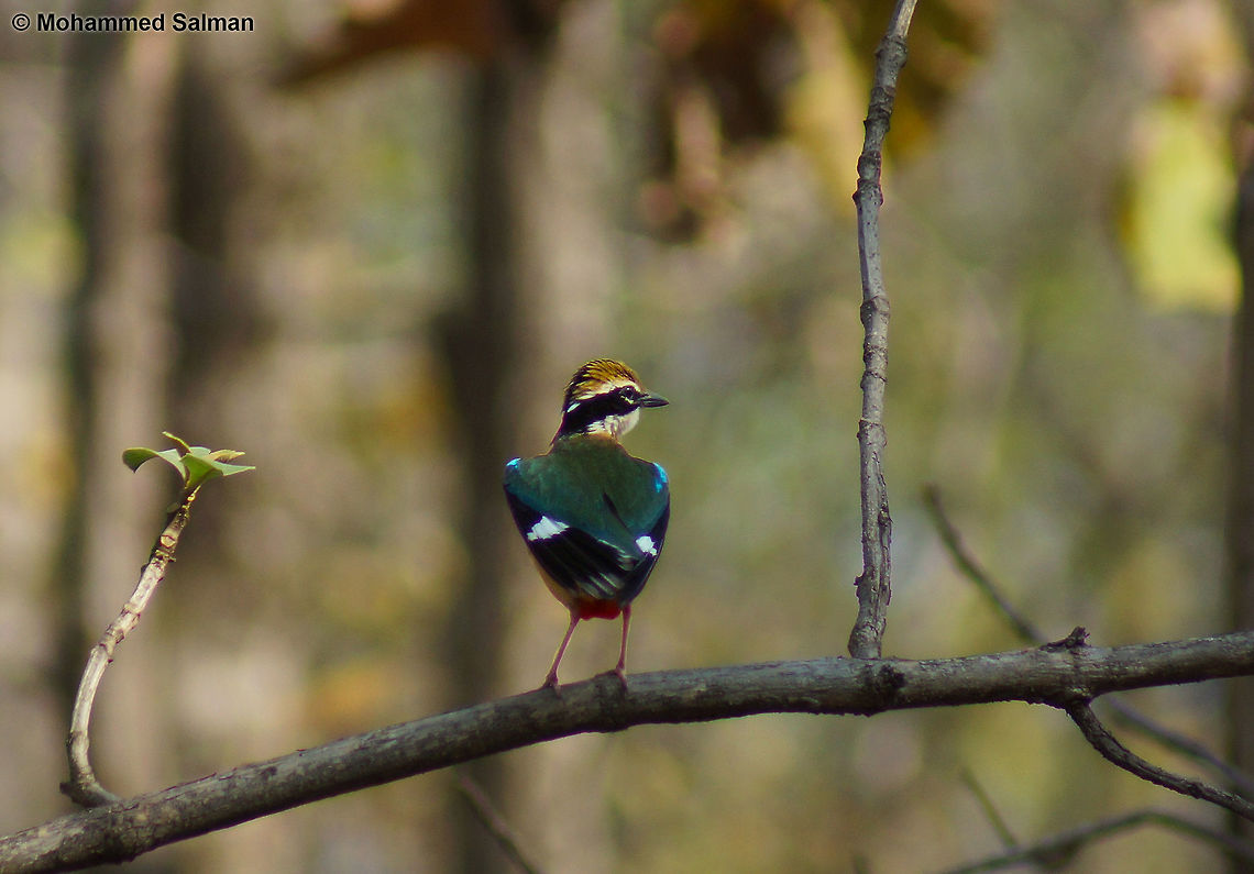 Indian pitta May 2015,<br />
Pench,<br />
Sony &alpha; 65, Sony 75-300 @ 300mm, &fnof;/5.6, 1/500s, ISO 200. Geotagged,India,Indian pitta,Pitta brachyura,Spring