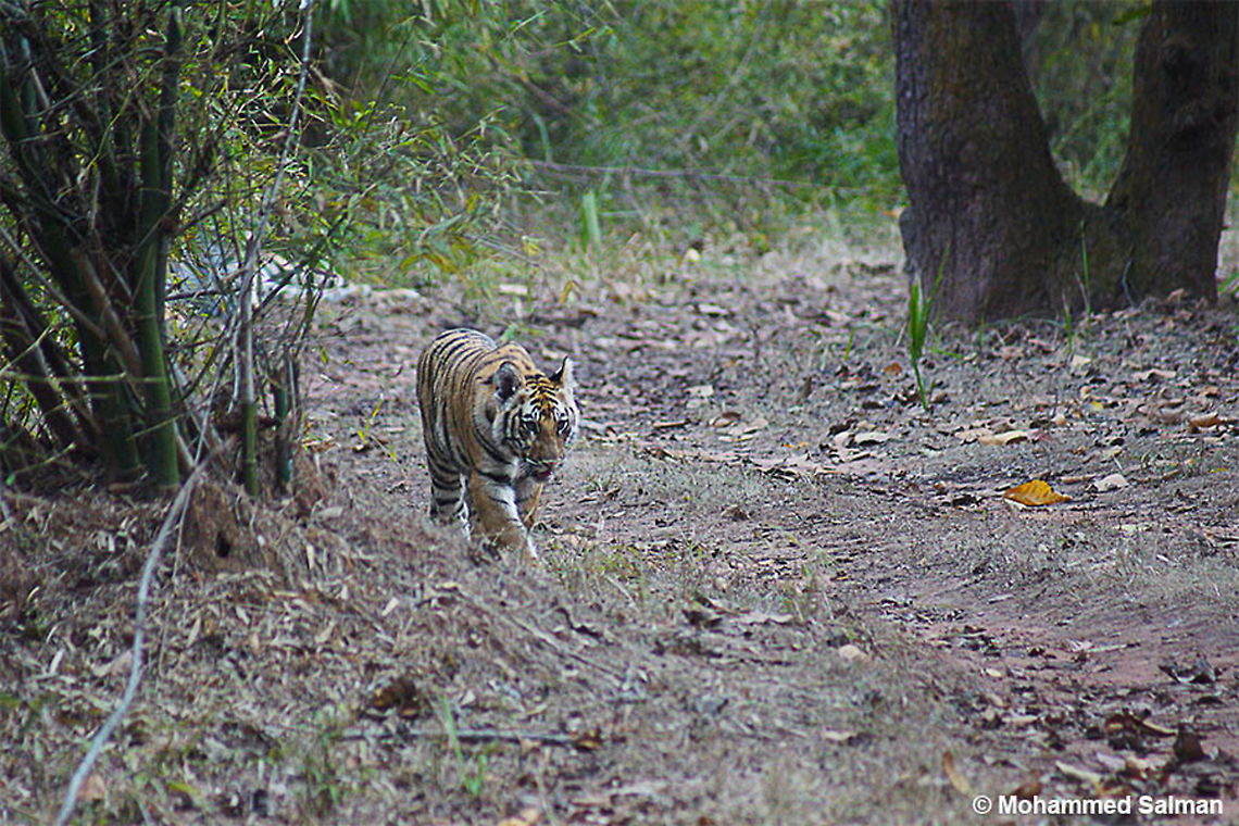 Sukhi Patiya cub Feb 2015,<br />
Bandhavgarh.<br />
Sony &alpha; 65, Sony 75-300 @ 300mm, &fnof;/5.6, 1/250s, ISO 1600. Bengal tiger,Geotagged,India,Panthera tigris tigris,Winter