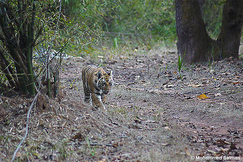 Sukhi Patiya cub Feb 2015,
Bandhavgarh.
Sony &alpha; 65, Sony 75-300 @ 300mm, &fnof;/5.6, 1/250s, ISO 1600. Bengal tiger,Geotagged,India,Panthera tigris tigris,Winter