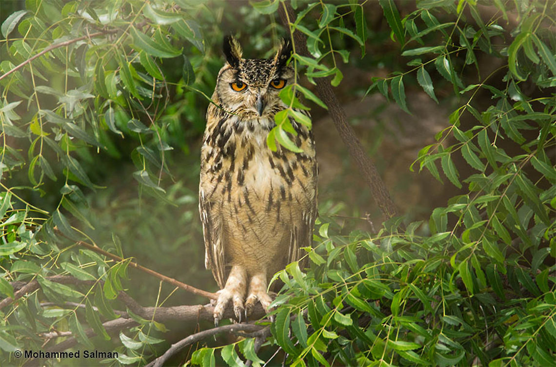 The Indian eagle-owl Hospet.<br />
Aug 2016.<br />
Sony &alpha; 65, Tamron 150-600 @ 600mm, &fnof;/6.3, 1/500s, ISO 400. Bubo bengalensis,Indian eagle-owl