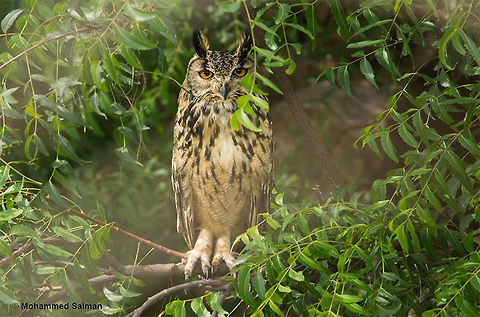 The Indian eagle-owl Hospet.
Aug 2016.
Sony α 65, Tamron 150-600 @ 600mm, ƒ/6.3, 1/500s, ISO 400. Bubo bengalensis,Indian eagle-owl