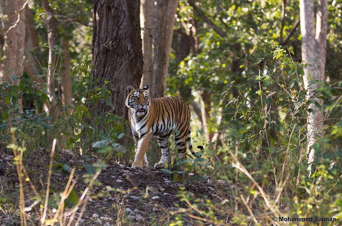 Lurking in the woods The Bandri Chappar tigeress.<br />
Kanha.<br />
Jan 2016.<br />
Sony &alpha; 65, Tamron 150-600 @ 250mm, &fnof;/5.6, 1/320s, ISO 1600. Bengal tiger,Geotagged,India,Panthera tigris tigris,Winter