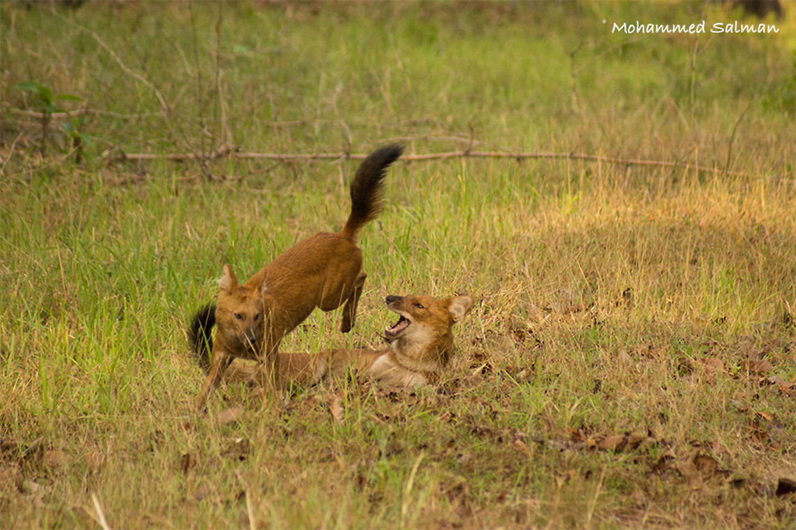 Jumping Jack Wild Dogs.<br />
TATR<br />
May 2015<br />
Sony &alpha; 65, Sony 75-300 @ 300mm, &fnof;/5.6, 1/500s, ISO 640. Cuon alpinus,Dhole,Geotagged,India,Spring