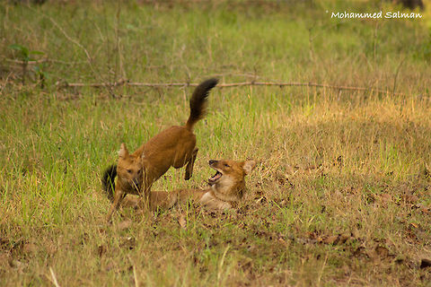 Jumping Jack Wild Dogs.
TATR
May 2015
Sony &alpha; 65, Sony 75-300 @ 300mm, &fnof;/5.6, 1/500s, ISO 640. Cuon alpinus,Dhole,Geotagged,India,Spring