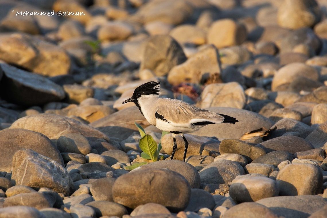 River lapwing. April 2016.<br />
Dhikala, Corbett.<br />
Sony &alpha; 65, Tamron 150-600 @ 600mm, &fnof;/7.1, 1/640s, ISO 400. River lapwing,Vanellus duvaucelii