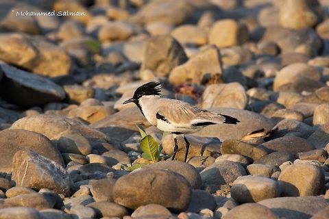 River lapwing. April 2016.
Dhikala, Corbett.
Sony &alpha; 65, Tamron 150-600 @ 600mm, &fnof;/7.1, 1/640s, ISO 400. River lapwing,Vanellus duvaucelii