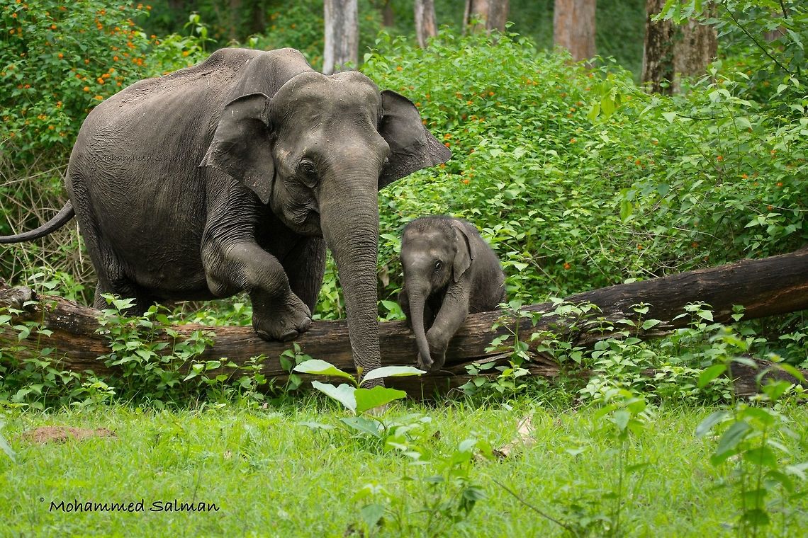 One step at a time, Mother and calf elephant. Kabini.<br />
June 2016.<br />
Sony &alpha; 65, Tamron 150-600 @ 150mm, &fnof;/5, 1/250s, ISO 900. Asian elephant,Elephas maximus