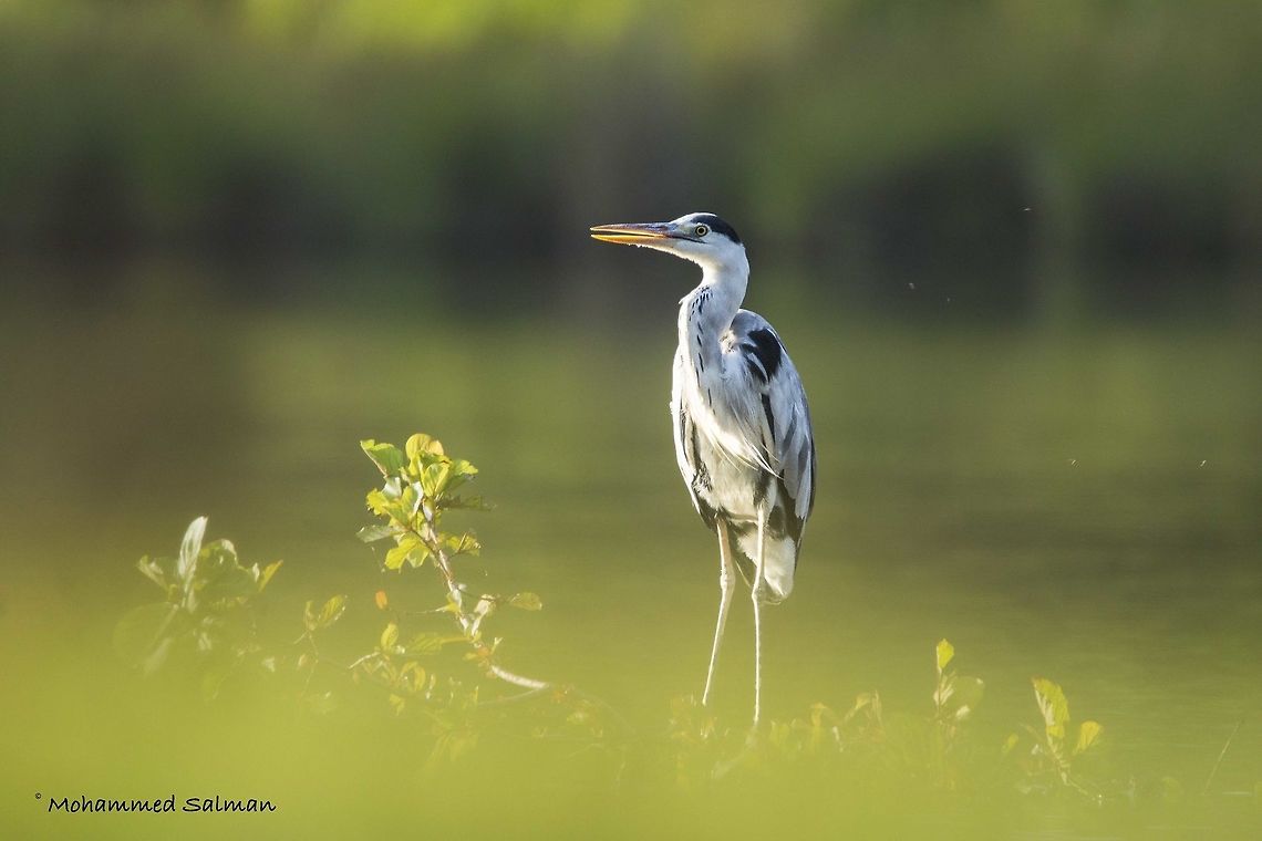 Grey heron Nagarhole.<br />
Sept 2016.<br />
Sony &alpha; 65, Tamron 150-600 @ 600mm, &fnof;/6.3, 1/500s, ISO 800. Ardea cinerea,Grey heron