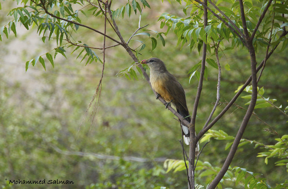 Sirkeer Malkoha Hampi.<br />
Aug 2016.<br />
Sony &alpha; 65, Tamron 150-600 @ 600mm, &fnof;/6.3, 1/500s, ISO 1000. Phaenicophaeus leschenaultii,Sirkeer malkoha
