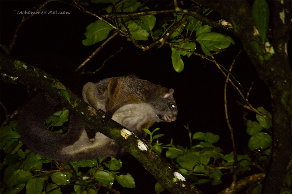 Indian giant flying squirre Wayanad.<br />
Aug 2016.<br />
&fnof;/6.3, ISO 3200, 1/25s @ 150mm<br />
 Indian Giant Flying Squirrel,Petaurista philippensis
