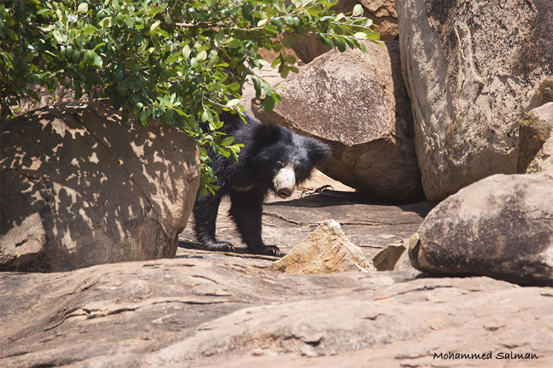 Who's out there? Sloth bear || Daroji || Aug 2016.<br />
&fnof;/6.3, ISO 300, 1/500s @ 600mm.<br />
 Melursus ursinus,Sloth bear