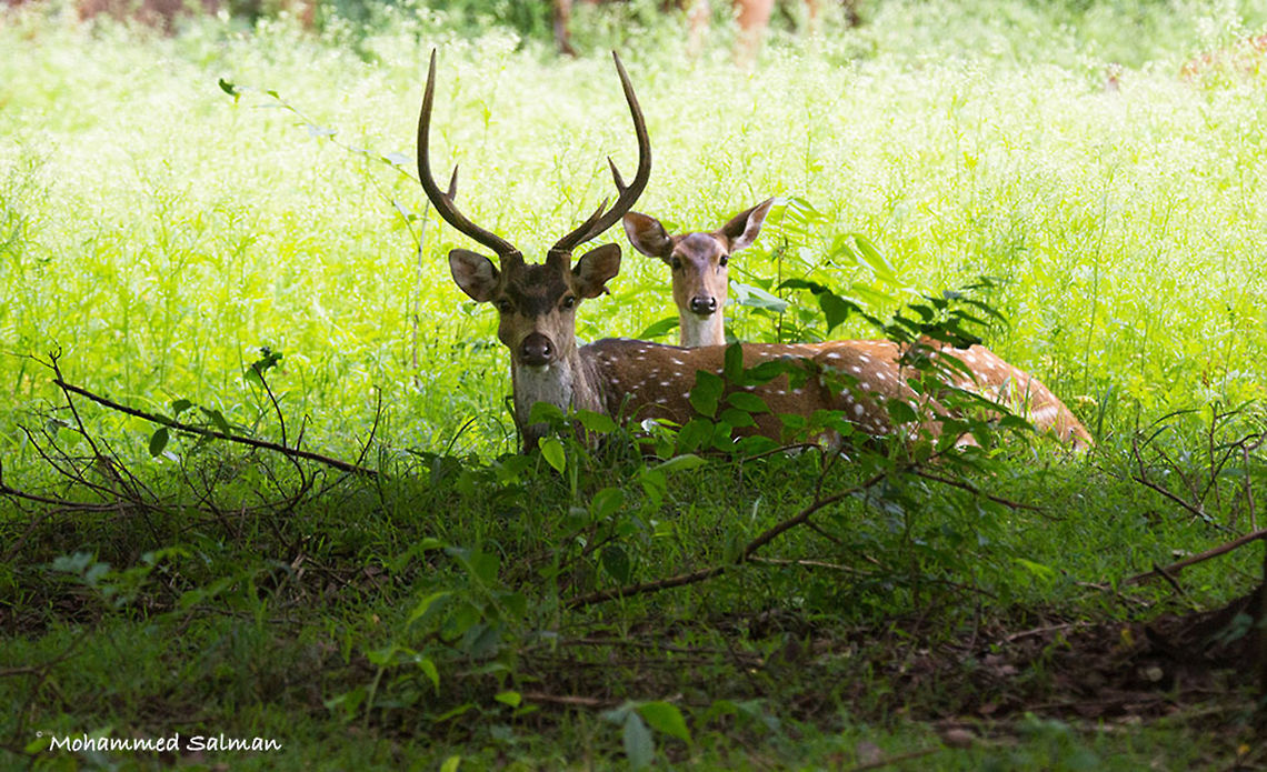 Chital stag and doe. || Kabini || July 2016 || <br />
&fnof;/6.3, ISO 1600, 1/200s @ 280mm Axis axis,Axis deer