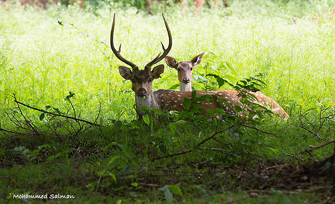 Chital stag and doe. || Kabini || July 2016 || 
&fnof;/6.3, ISO 1600, 1/200s @ 280mm Axis axis,Axis deer