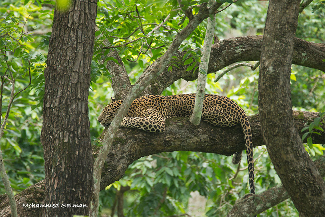Time for a nap || Kabini || July 2016 || <br />
&fnof;/6.3, ISO 400, 1/100s @ 600mm Leopard,Panthera pardus