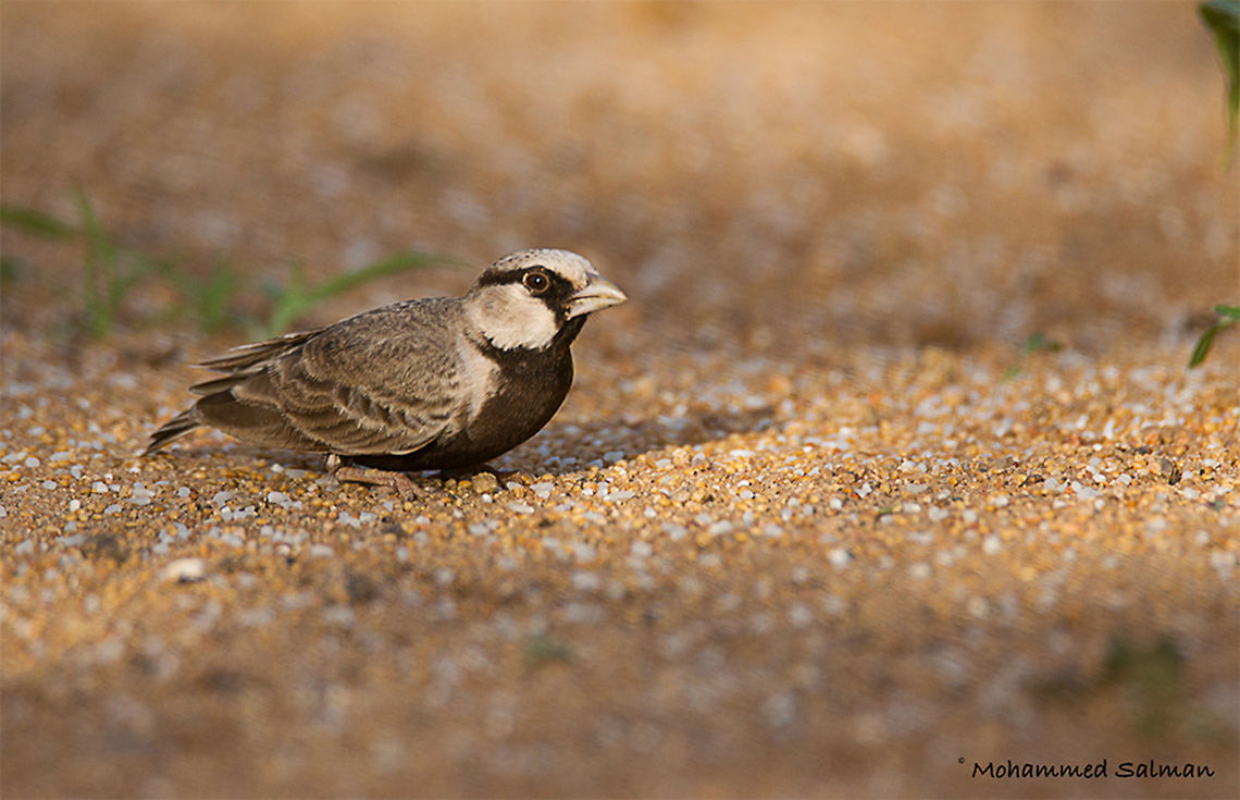 Ashy crowned sparrow lark || Hampi || Aug 2016.<br />
&fnof;/6.3, ISO 200, 1/500s @ 600mm. Ashy crowned sparrow lark,Eremopterix griseus
