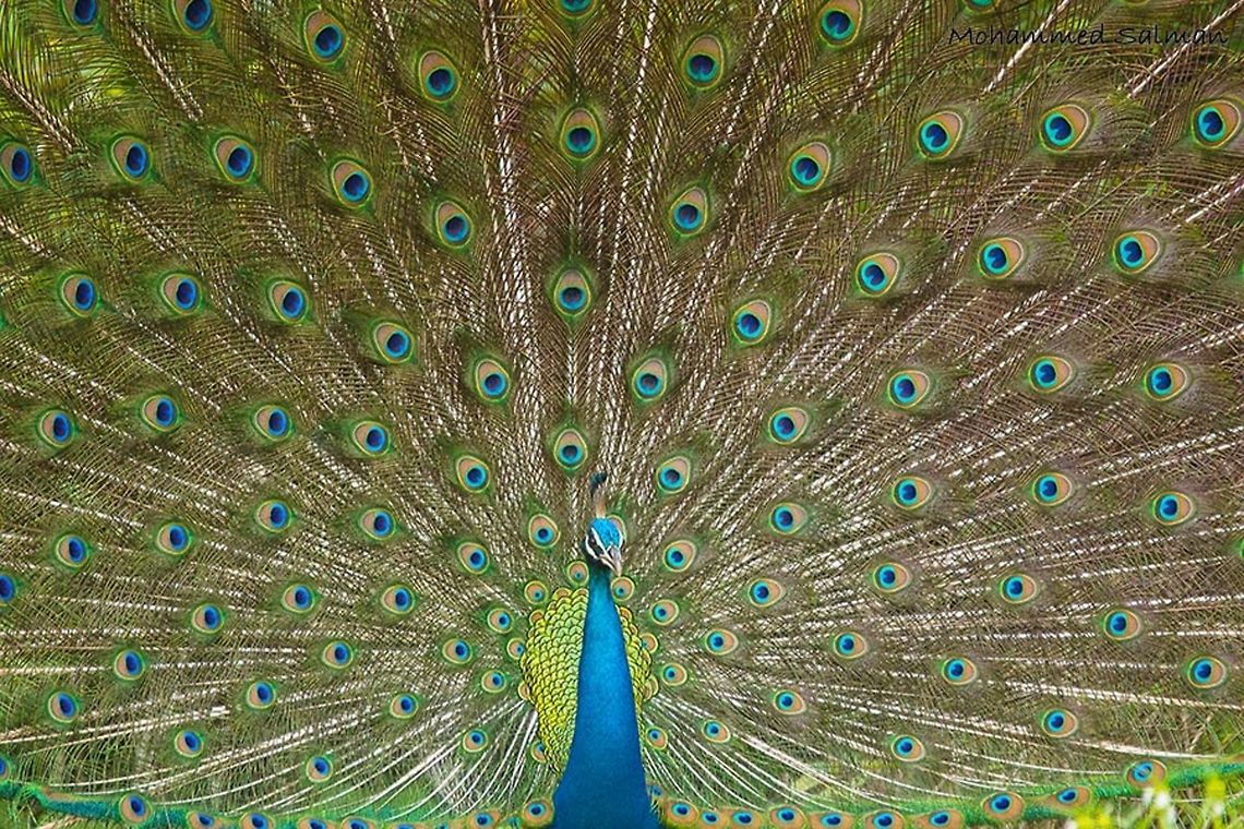 Display of beauty || Bandipur|| July 2016.<br />
&fnof;/6.3, ISO 1000, 1/500s @ 600mm. Indian peafowl,Pavo cristatus