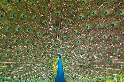 Display of beauty || Bandipur|| July 2016.
&fnof;/6.3, ISO 1000, 1/500s @ 600mm. Indian peafowl,Pavo cristatus