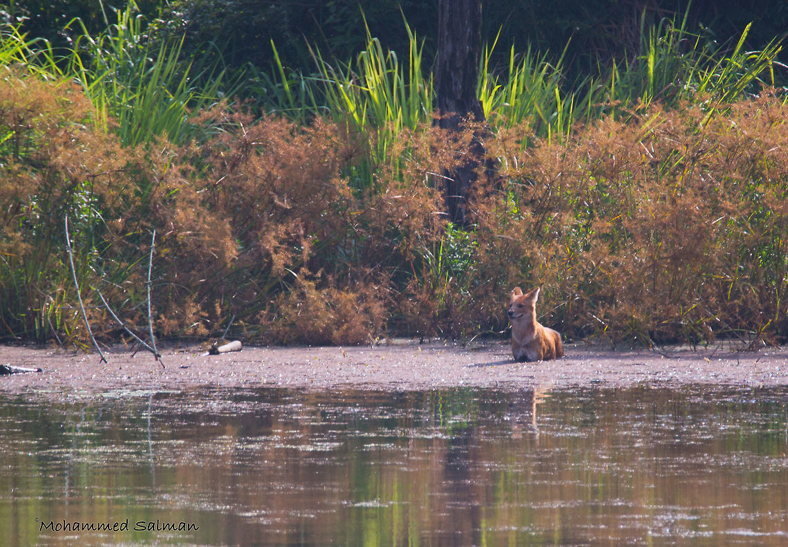 Hound of the lake || Nagarhole || Sept 2016.<br />
&fnof;/6.3, ISO 400, 1/500s @ 600mm. Cuon alpinus,Dhole