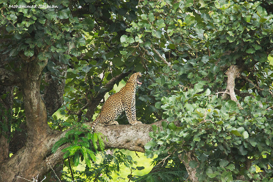 Yawn of the leopard || Bandipur || July 2016.<br />
&fnof;/6.3, ISO 1250, 1/500s @ 600mm. Leopard,Panthera pardus