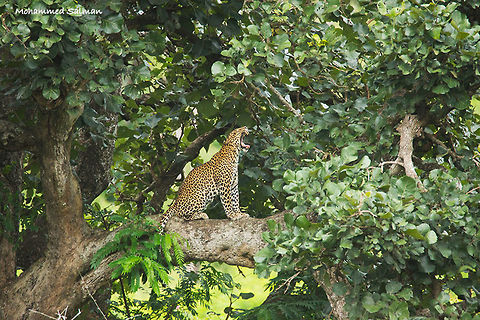 Yawn of the leopard || Bandipur || July 2016.
&fnof;/6.3, ISO 1250, 1/500s @ 600mm. Leopard,Panthera pardus