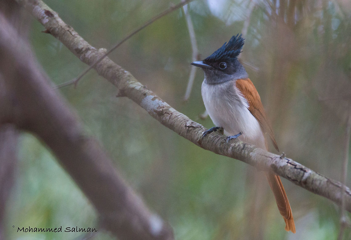 Paradise flycatcher || Nagarhole || Oct 2016.<br />
&fnof;/6.3, ISO 1600, 1/250s @ 600mm. Asian Paradise Flycatcher,Terpsiphone paradisi