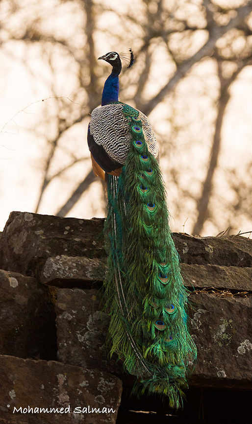 Peacock || Kabini || Mar 2016.<br />
&fnof;/7.1, ISO 800, 1/500s @ 330mm. Indian peafowl,Pavo cristatus