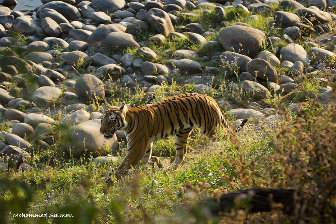 The Paarwali tigress || Corbett || April 2016.<br />
&fnof;/5, ISO 250, 1/250s @ 150mm. Bengal tiger,Geotagged,India,Panthera tigris tigris,Spring