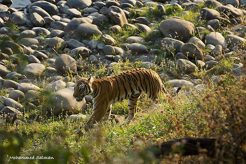 The Paarwali tigress || Corbett || April 2016.
&fnof;/5, ISO 250, 1/250s @ 150mm. Bengal tiger,Geotagged,India,Panthera tigris tigris,Spring