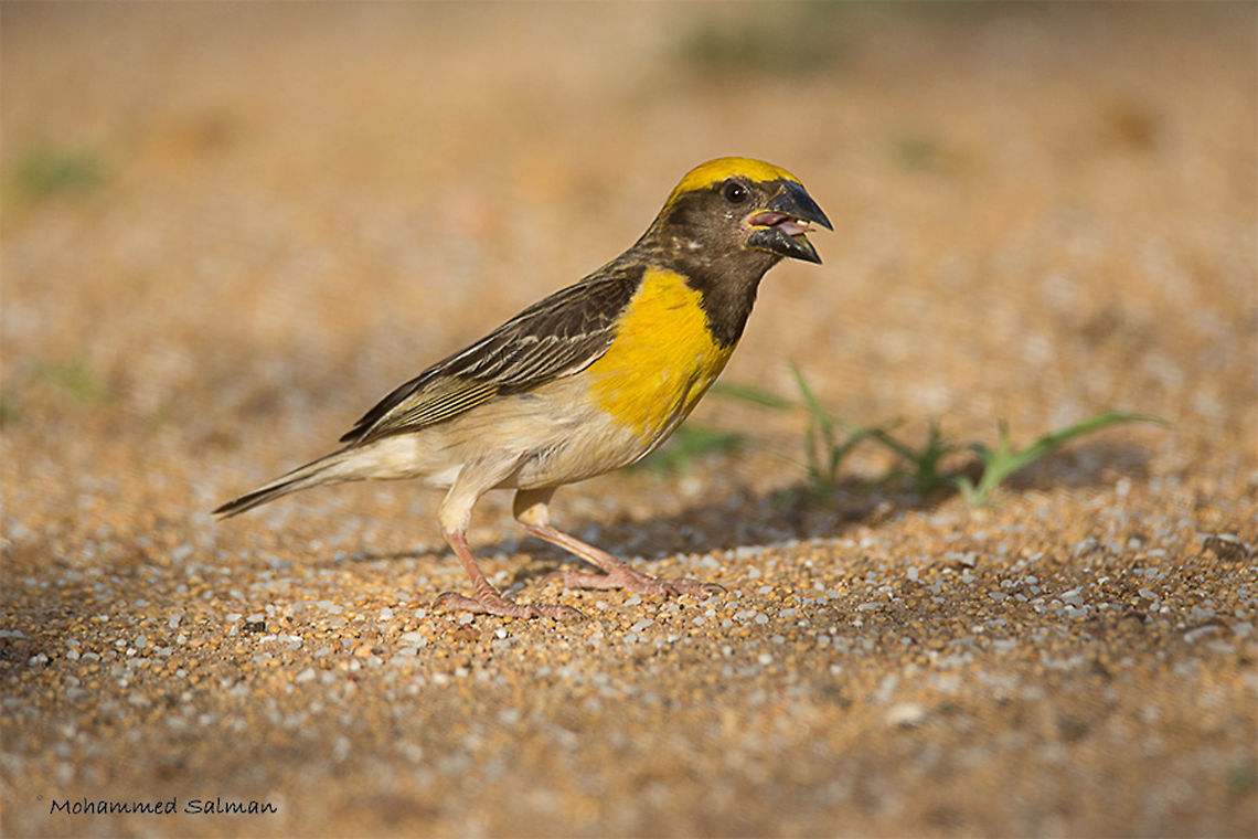 Baya weaver male || Hampi || Aug 2016.<br />
&fnof;/6.3, ISO 160, 1/500s @ 600mm. Baya Weaver,Ploceus philippinus