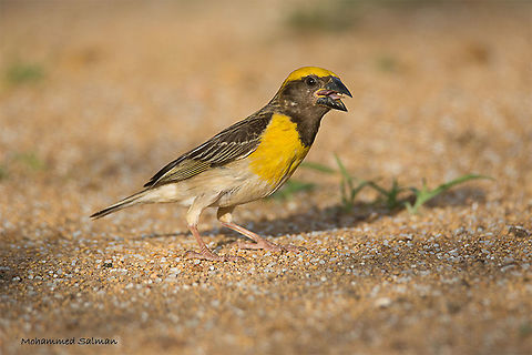 Baya weaver male || Hampi || Aug 2016.
&fnof;/6.3, ISO 160, 1/500s @ 600mm. Baya Weaver,Ploceus philippinus