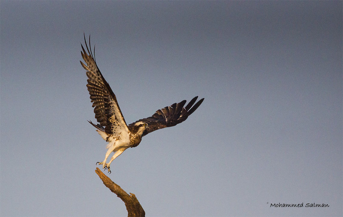 Osprey's takeoff || Bhadra || Nov 2016.<br />
&fnof;/6.3, ISO 1600, 1/4000s @ 600mm. Osprey,Pandion haliaetus