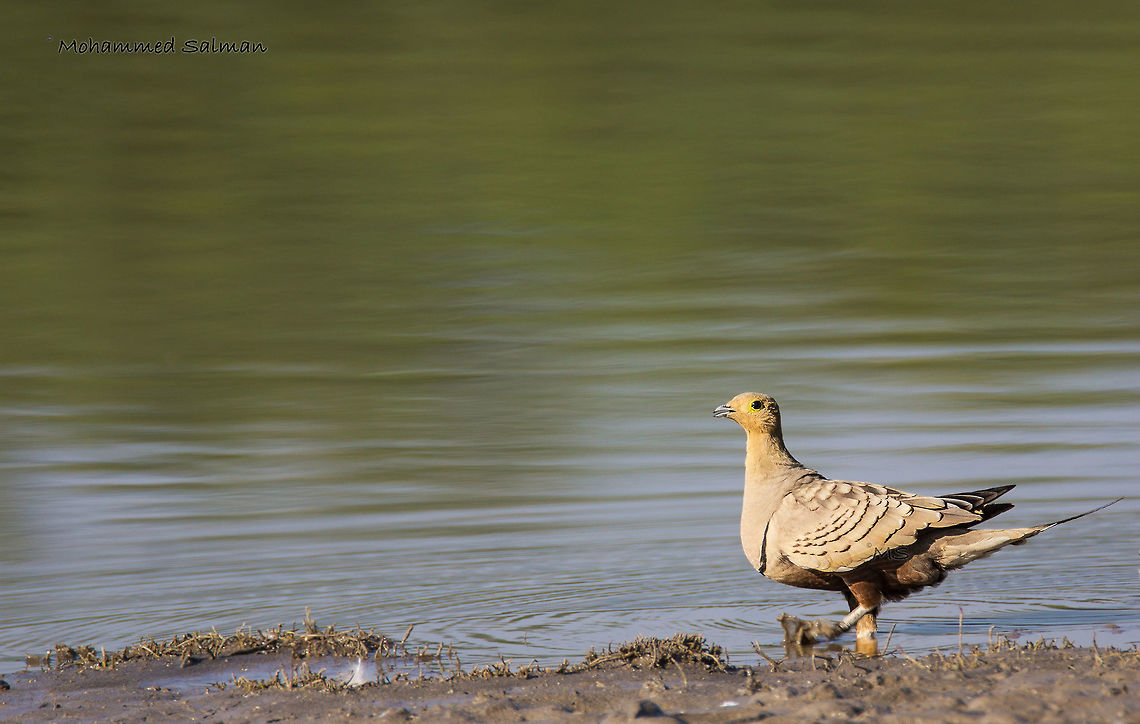 Chestnut bellied sandgrouse || Bera || Dec 2015.<br />
&fnof;/6.3, ISO 100, 1/500s @ 600mm. Chestnut-bellied sandgrouse,Fall,Geotagged,India,Lesser or Chestnut-bellied seed finch,Oryzoborus angolensis,Pterocles exustus