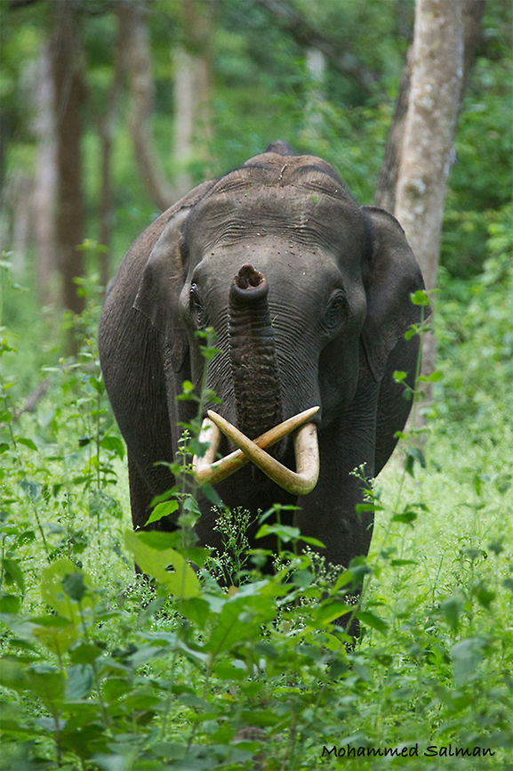 Heil these magnificant tusks || Kabini || July 2016.<br />
&fnof;/6.3, ISO 1600, 1/200s @ 560mm. Asian elephant,Elephas maximus