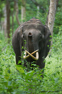 Heil these magnificant tusks || Kabini || July 2016.
ƒ/6.3, ISO 1600, 1/200s @ 560mm. Asian elephant,Elephas maximus