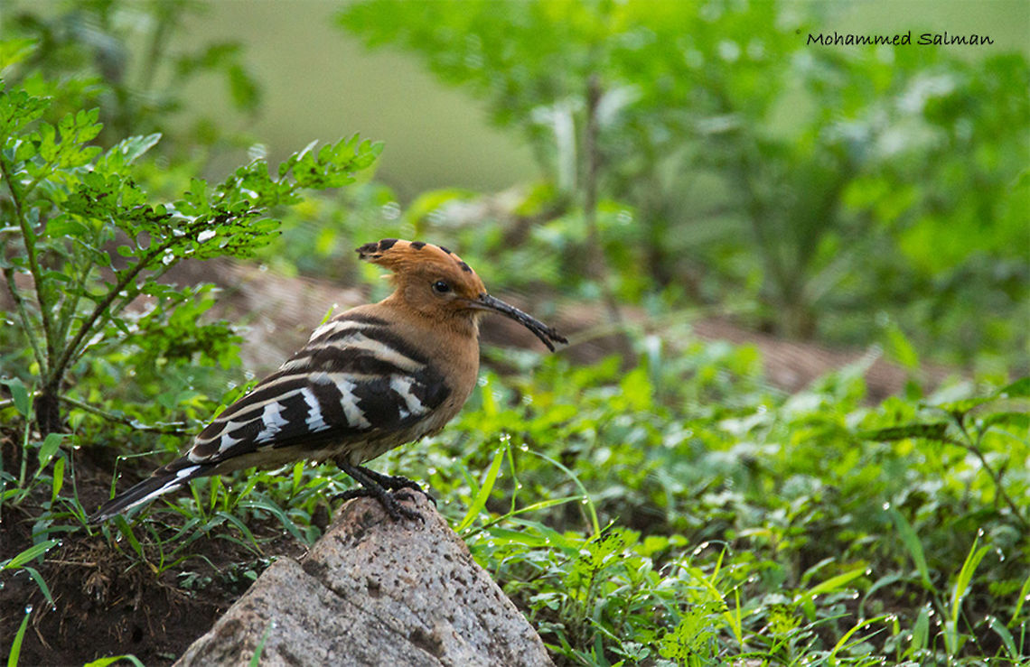 Hoopoe || Kabini || June 2016. &fnof;/6.3, ISO 1600, 1/200s @ 600mm. Hoopoe,Upupa epops
