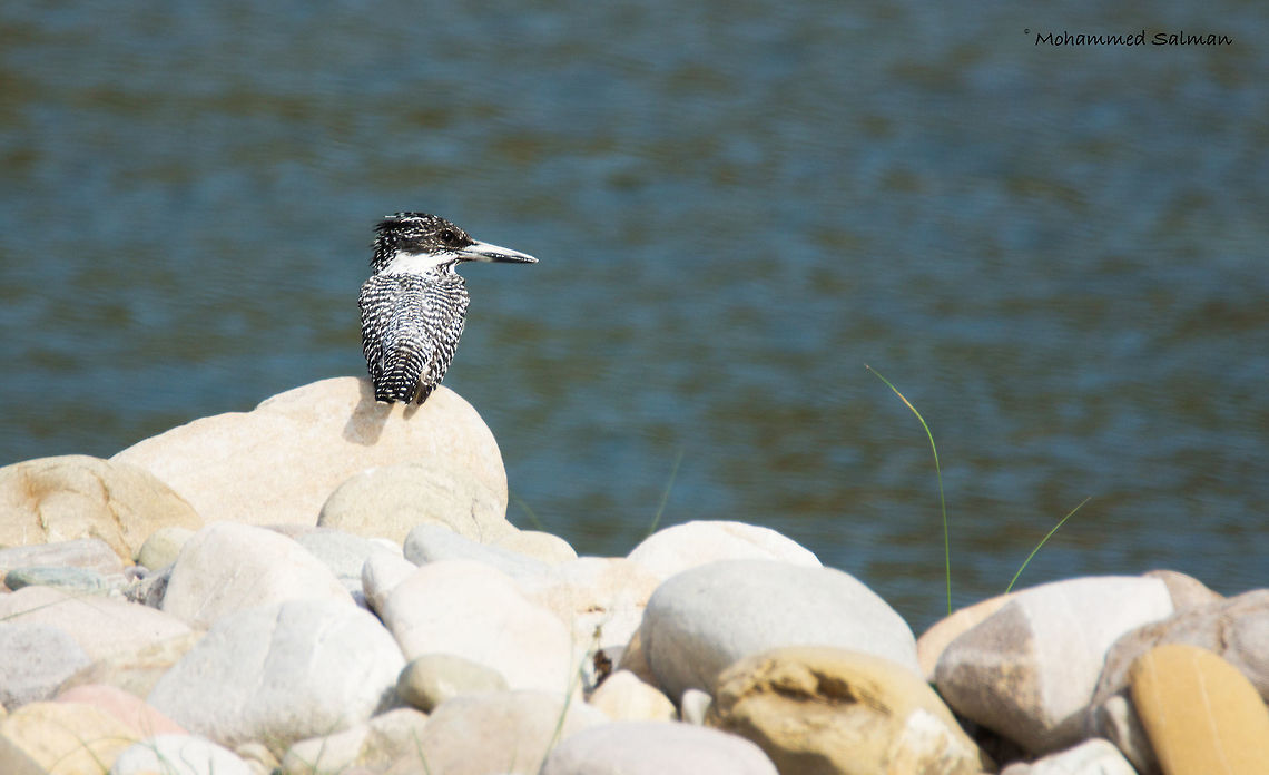 Crested kingfisher || Dhikala, Corbett || April 2016.<br />
&fnof;/6.3, ISO 200, 1/500s @ 600mm. Crested kingfisher,Geotagged,India,Megaceryle lugubris,Spring