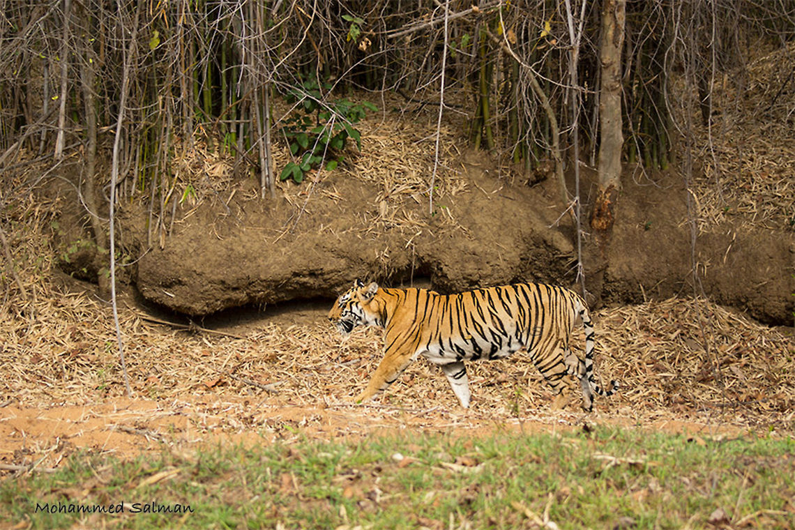 Tigress Maya ||Tadoba || May 2015.<br />
&fnof;/4.5, ISO 200, 1/500s @ 75 mm. Bengal tiger,Geotagged,India,Panthera tigris tigris,Spring