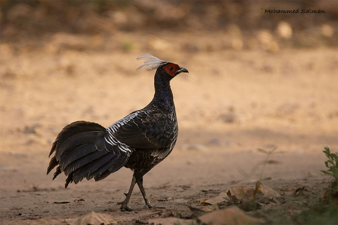 Kalij pheasant male || Dhikala, Corbett || April 2016.<br />
&fnof;/6.3, ISO 500, 1/500s @ 600mm. Kalij pheasant,Lophura leucomelanos