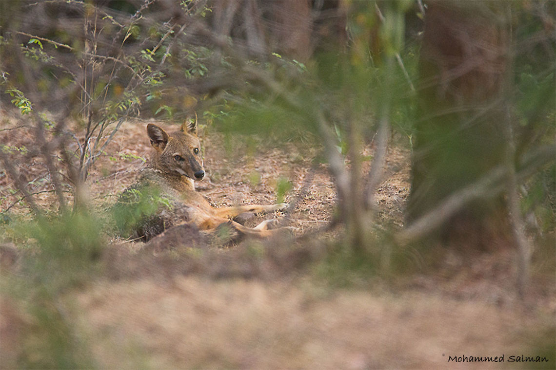 Jackal in the bush || Cauvery wls || Nov 2016.<br />
&fnof;/6.3, ISO 1000, 1/500s @ 600mm. Canis aureus,Canis aureus indicus,Golden jackal,Indian jackal