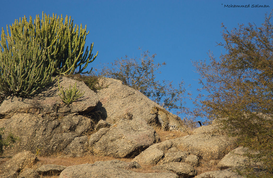 Landscape of the Leopard || Bera || Dec 2015.<br />
&fnof;/6.3, ISO 200, 1/800s @ 600mm. Fall,Geotagged,India,Indian leopard,Panthera pardus fusca