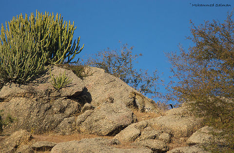 Landscape of the Leopard || Bera || Dec 2015.
ƒ/6.3, ISO 200, 1/800s @ 600mm. Fall,Geotagged,India,Indian leopard,Panthera pardus fusca